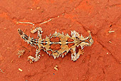 REP 02 WF0006 01
Thorny Devil Sitting On Red Sandstone
