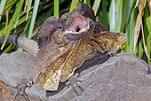 REP 02 WF0007 01
Frill-Necked Lizard Threatening On Rock