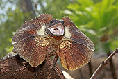 REP 02 WF0008 01
Frill-Necked Lizard Threatening On Rock