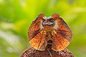REP 02 WF0009 01
Frill-Necked Lizard Threatening On Rock