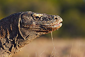 REP 02 WF0010 01
Head Shot Of Komodo Dragon