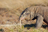 REP 02 WF0011 01
Head Shot Of Komodo Dragon Flicking Tongue