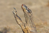REP 02 WF0012 01
Head Shot Of Komodo Dragon Stretching Upward