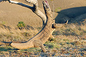 REP 02 WF0014 01
Komodo Dragon Standing On Hind Legs To Reach Meat From Branch