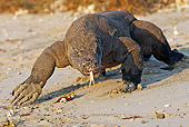 REP 02 WF0015 01
Komodo Dragon Walking On Sand And Flicking Tongue