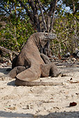 REP 02 WF0016 01
Komodo Dragon Sitting On Sand Back View