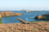 REP 02 WF0017 01
Komodo Dragon Sitting On Dry Grass Near Water And Boat