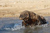 REP 02 WF0018 01
Komodo Dragon Walking Into Water