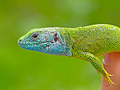 REP 02 WF0021 01
Portrait Of European Green Lizard