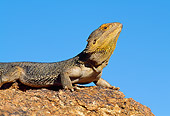 REP 02 WF0023 01
Central Bearded Dragon Male In Dominant Posture On Rock