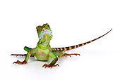 REP 02 KH0001 01
Chinese Water Dragon Sitting On White Seamless