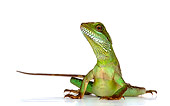 REP 02 KH0002 01
Chinese Water Dragon Sitting On White Seamless