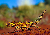 REP 02 KH0003 01
Thorny Devil Walking On Dirt