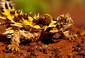 REP 02 KH0004 01
Close-Up Of Thorny Devil Standing On Dirt