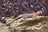REP 02 NE0001 01
Rainbow Lizard Sunning On Rock By Purple Shrub Kenya