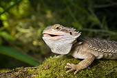 REP 02 RD0001 01
Bearded Dragon Sitting On Mossy Rock With Mouth Open