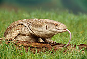 REP 02 TK0001 01
Bosc's Monitor Lizard Climbing On Log In Grass