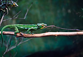 REP 03 BA0001 01
Pardalis Chameleon Standing On Branch Catching Insect With Tongue