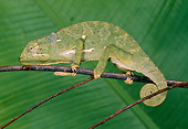 REP 03 GL0001 01
Chameleon Walking On Twig Profile