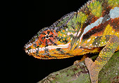 REP 03 GL0002 01
Head Shot Of Panther Chameleon Climbing On Branch In Dark