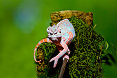 REP 03 JZ0001 01
Panther Chameleon On Mossy Stick Madagascar
