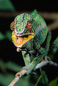 REP 03 MC0001 01
Portrait Of Panther Chameleon Walking Along Branch Madagascar