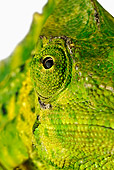 REP 03 MH0001 01
Close Up Of Meller's Chameleon In Studio