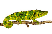 REP 03 MH0002 01
Profile View Of Meller's Chameleon On Branch In Studio