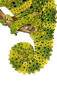 REP 03 MH0003 01
Close Up View Of Tail of Meller's Chameleon In Studio