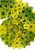 REP 03 MH0004 01
Close Up Of Meller's Chameleon Tail In Studio