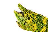 REP 03 MH0005 01
Profile View Of Meller's Chameleon In Studio