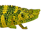 REP 03 MH0006 01
Profile View Of Meller's Chameleon Standing In Studio