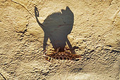 REP 03 MH0007 01
Overhead View Of Namaqua Chameleon Casting Shadow On Rock