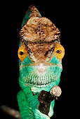 REP 03 MH0008 01
Close Up Of Parson's Chameleon In Studio