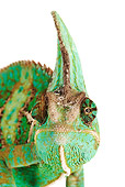 REP 03 MH0009 01
Close Up Of Veiled Chameleon In Studio