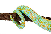 REP 03 MH0010 01
Close Up Of Veiled Chameleon's Tail Wrapped On Branch In Studio