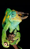 REP 03 MH0011 01
Close-Up Of Jackson's Chameleon Climbing On Branch On Black Seamless