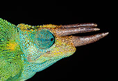REP 03 MH0012 01
Head Shot Of Jackson's Chameleon On Black Seamless