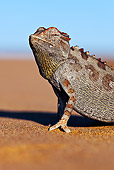 REP 03 MH0013 01
Portrait Of Namaqua Chameleon On Sand Namib Desert