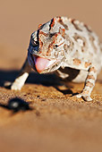 REP 03 MH0014 01
Namaqua Chameleon Walking On Sand Namib Desert