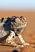 REP 03 MH0015 01
Namaqua Chameleon Walking On Sand Namib Desert