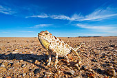 REP 03 MH0016 01
Namaqua Chameleon Standing On Sand Namib Desert