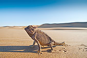 REP 03 MH0017 01
Namaqua Chameleon Standing On Sand Namib Desert