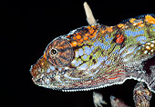 REP 03 MH0018 01
Close-Up Of Horned Chameleon Female At Night Madagascar