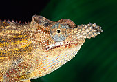REP 03 MH0019 01
Close-Up Of Horned Chameleon Male At Night Madagascar