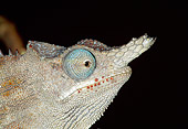 REP 03 MH0020 01
Close-Up Of Horned Chameleon Male At Night Madagascar