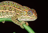 REP 03 MH0021 01
Close-Up Of Chameleon Campani Clinging To Stem At Night Madagascar