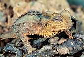 REP 03 MH0022 01
Close-Up Of Antsingy Leaf Chameleon Standing On Log Madagascar