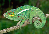 REP 03 MH0023 01
Panther Chameleon Climbing On Tree Branch Madagascar