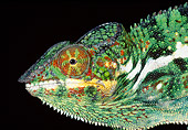 REP 03 MH0024 01
Head Shot Of Panther Chameleon In Dark Madagascar